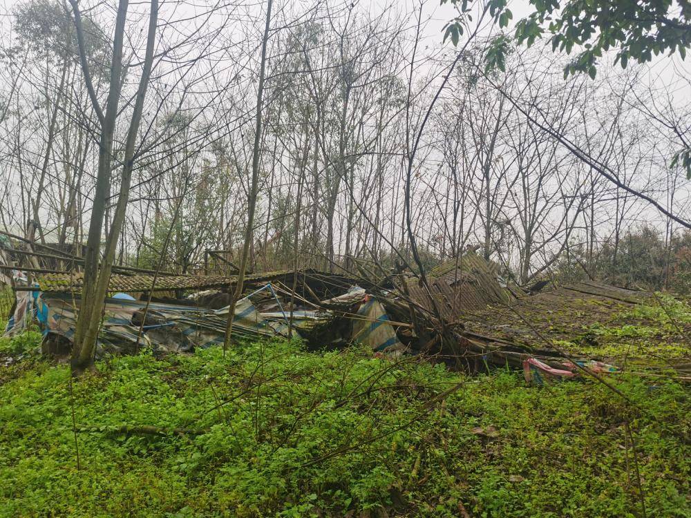 ag mos033皇冠_街道办违法强拆120亩鱼塘ag mos033皇冠，致37万斤鱼损失被判赔380万，回应称无赔付能力可法拍资产抵债