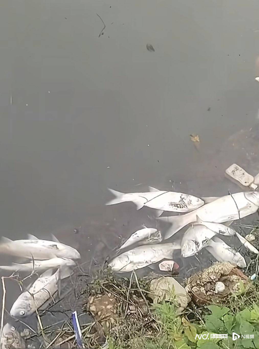 皇冠信用网开户_东莞寒溪河出现大片死鱼皇冠信用网开户!官方回应:天气原因