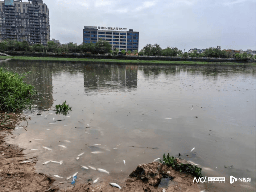 皇冠信用网开户_东莞寒溪河出现大片死鱼皇冠信用网开户!官方回应:天气原因