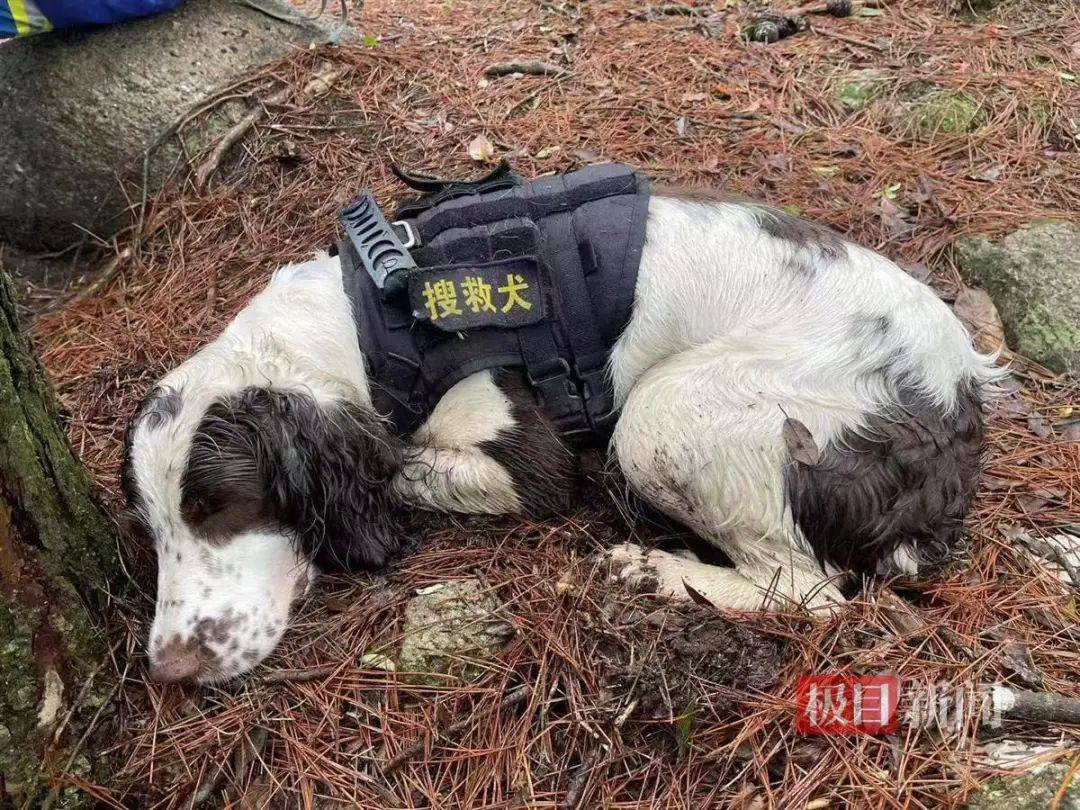 皇冠2登录welcome_2只搜救犬受伤皇冠2登录welcome!发现福建8岁失踪男孩的脚印和糖纸?搜救人员回应