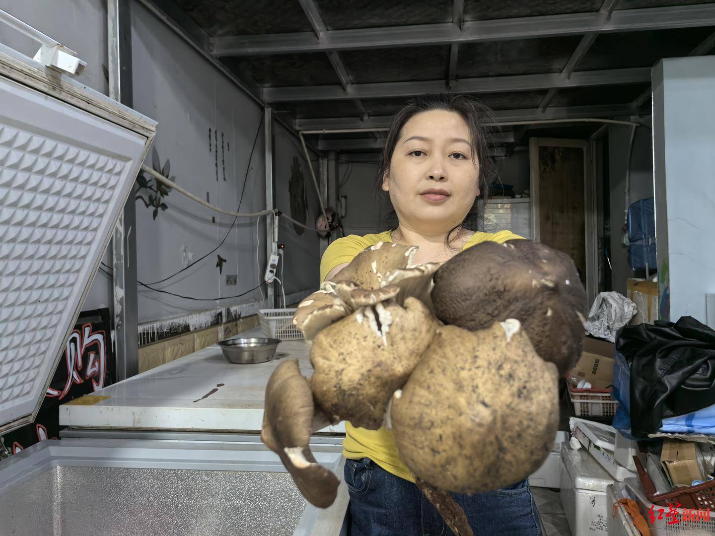 皇冠信用网在线开户_“天价”鸡枞调查:最贵卖到1800元/公斤!雨水少致产量低皇冠信用网在线开户,多地价高客少