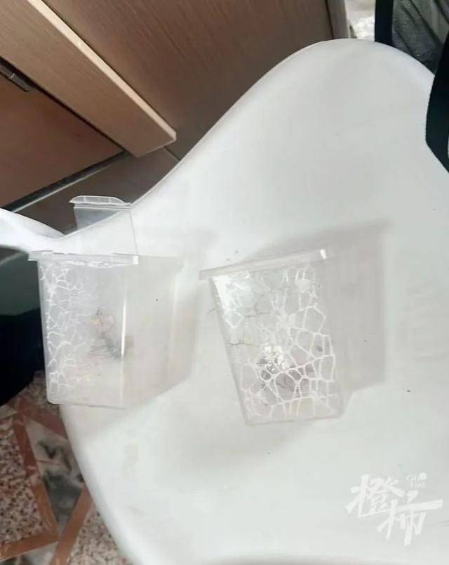 皇冠信用网庄家_门口惊现“蟑螂”皇冠信用网庄家,杭州一住户用杀虫剂一喷,邻居怒了:我的螳螂……