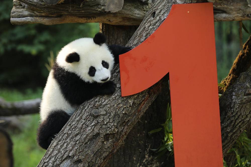 皇冠信用网账号注册
_在德出生的第二对大熊猫双胞胎迎来一岁生日