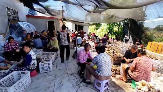 山东泰山vs北京国安_重庆一农户意外离世留下20多万元债务山东泰山vs北京国安，200亩藕塘内数万斤藕愁销路，多方助家属卖藕还债