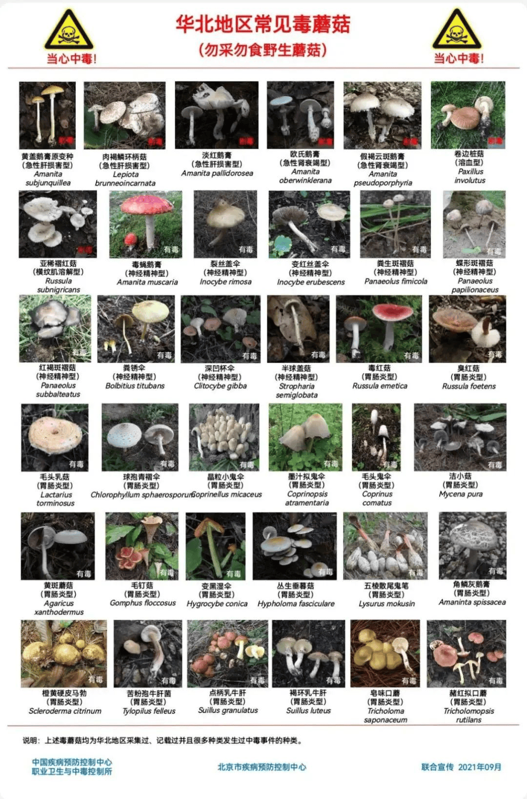 皇冠信用盘登2代理_网红发文悼念婆婆:吃了邻居送的蘑菇中毒皇冠信用盘登2代理,抢救四天四夜死亡!这些蘑菇避毒原则可能是陷阱→