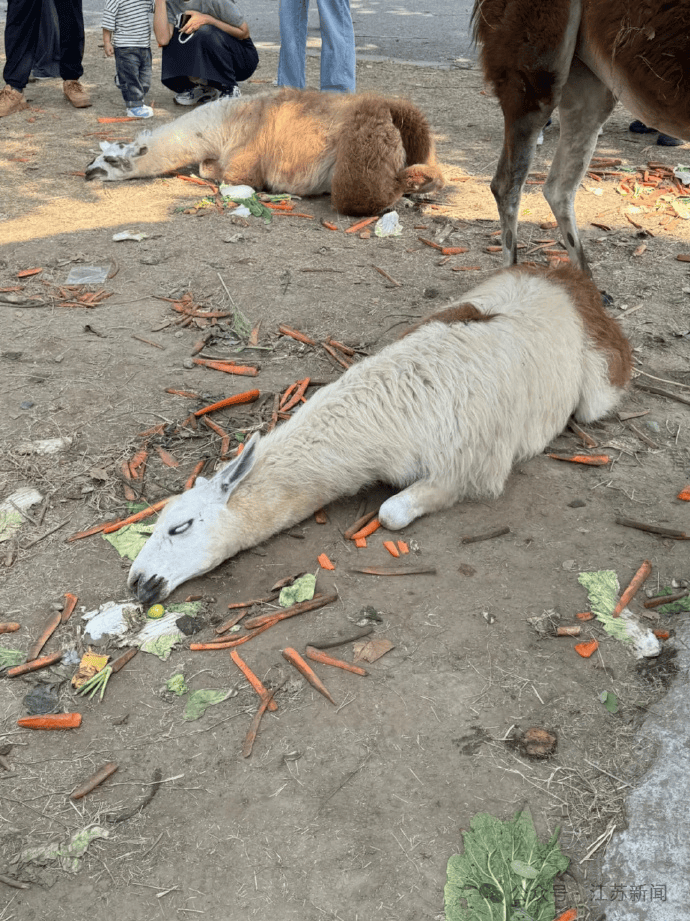 皇冠信用网在线开户_游客过度投喂皇冠信用网在线开户，羊驼被喂到倒地翻白眼