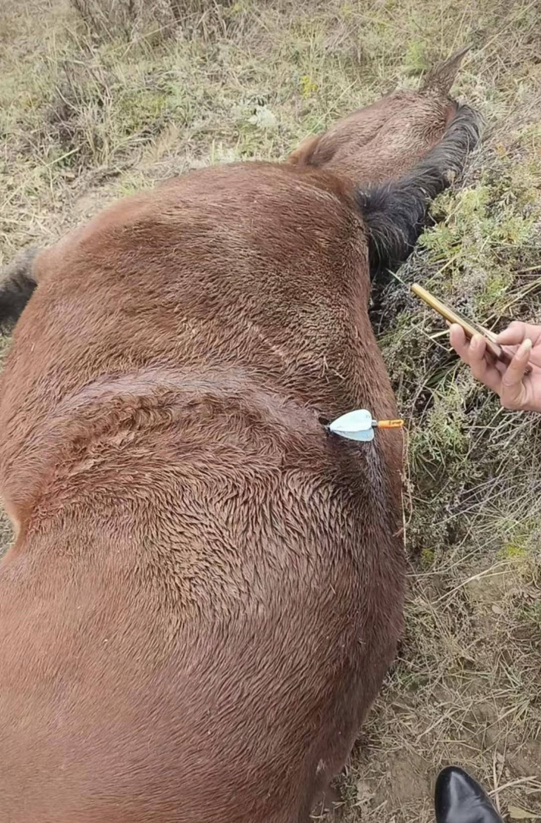 皇冠信用网出租
_紫牛头条|多地发生动物遭热成像无人机投箭射杀事件皇冠信用网出租
,记者调查:已有地区将该设备列为禁猎工具