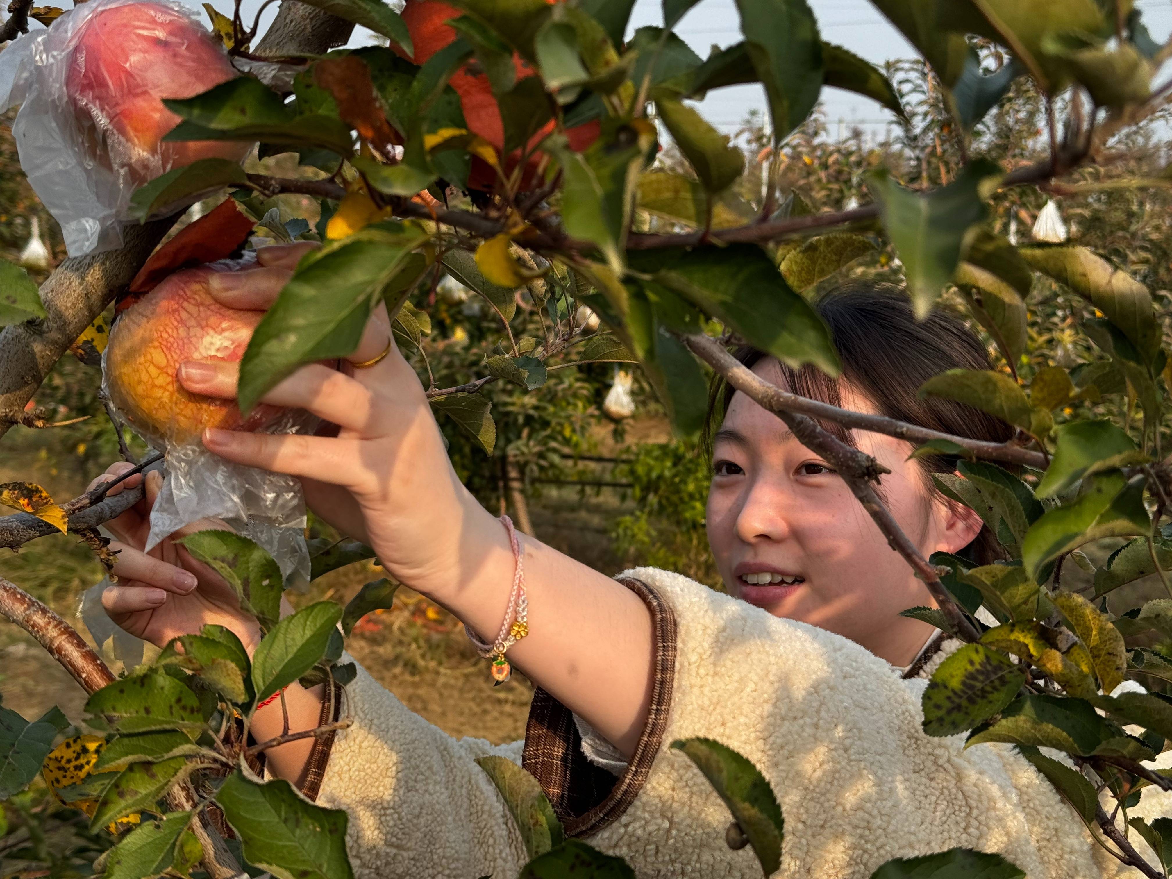 皇冠信用代理出租
_“淮北为啥不种橘子皇冠信用代理出租
？”果农：因为我们有更甜的王牌