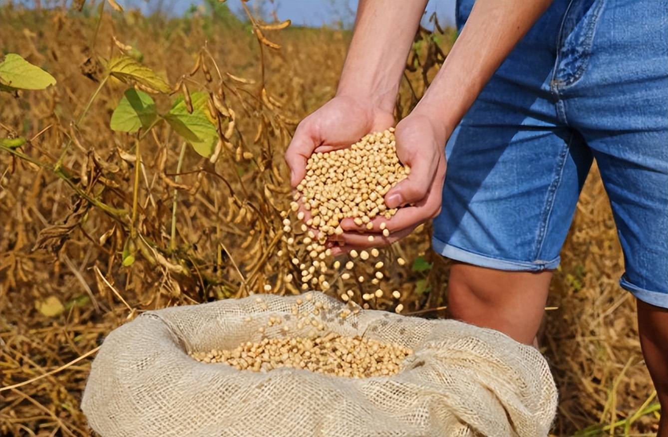 皇冠信用网
_美国大豆比巴西豆贵还加税皇冠信用网
,中国采购停滞不是违约,市场规律才是关键?