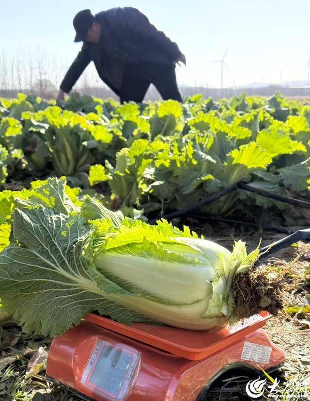 皇冠体育App下载_山东青岛：全国首批“板蓝根白菜”喜获丰收皇冠体育App下载，正式上市！首批10万棵已被上海采购商“包圆”