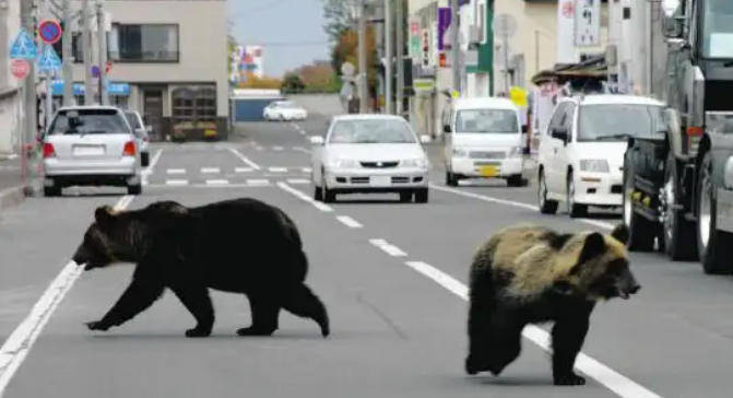 皇冠信用会员账号注册_日本半年多捕杀近万头熊 焚烧厂负责人:熊尸源源不断地被送进来皇冠信用会员账号注册,远超预期
