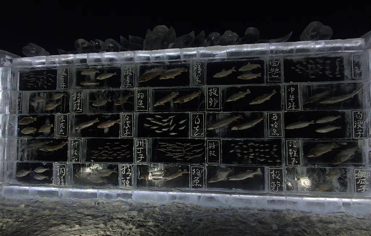 如何申请皇冠信用网_黑龙江三江口景区现3米高“冰封鱼墙”如何申请皇冠信用网，中华鲟等20余种江鱼成“冰琥珀”，去年这些鱼展后还被竞拍