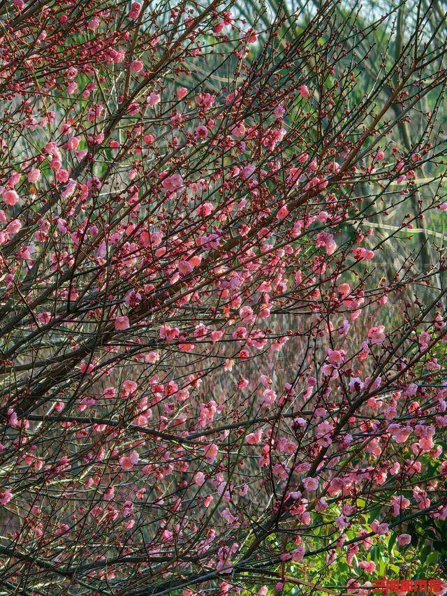 皇冠信用网平台_梅花开了！长沙“梅花季”提前报到皇冠信用网平台，这份赏梅攻略请收好