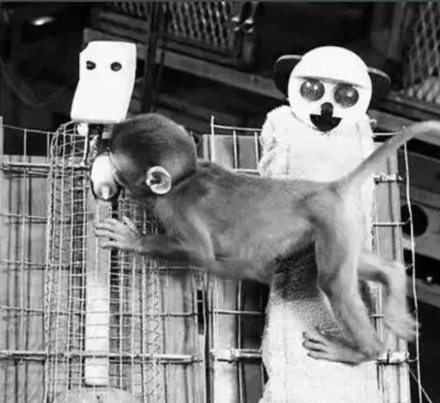 皇冠信用网出租 _毛绒玩具当妈妈皇冠信用网出租 ，被全世界心疼的小猴还有救